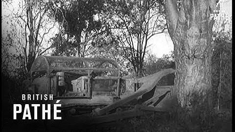 New Methods Clear Bush (1959)