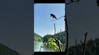 Version 3 of the video