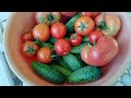 Первый большой урожай томатов!#огород#теплица#дача#томаты