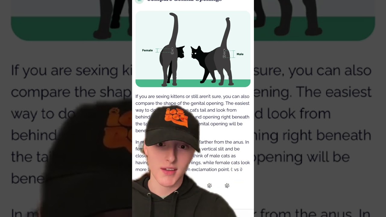 How to determine a cat's gender - YouTube
