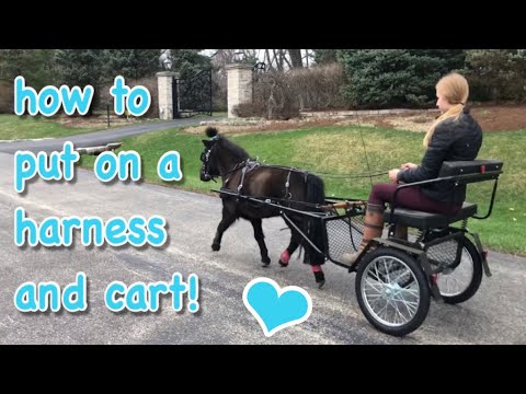 Video: Hitching My Miniature Horse: The Easy Entry Cart