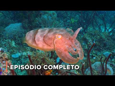 Nascidos do lixo: As estranhas criaturas marinhas da Indonésia | Grande Azul Selvagem 206
