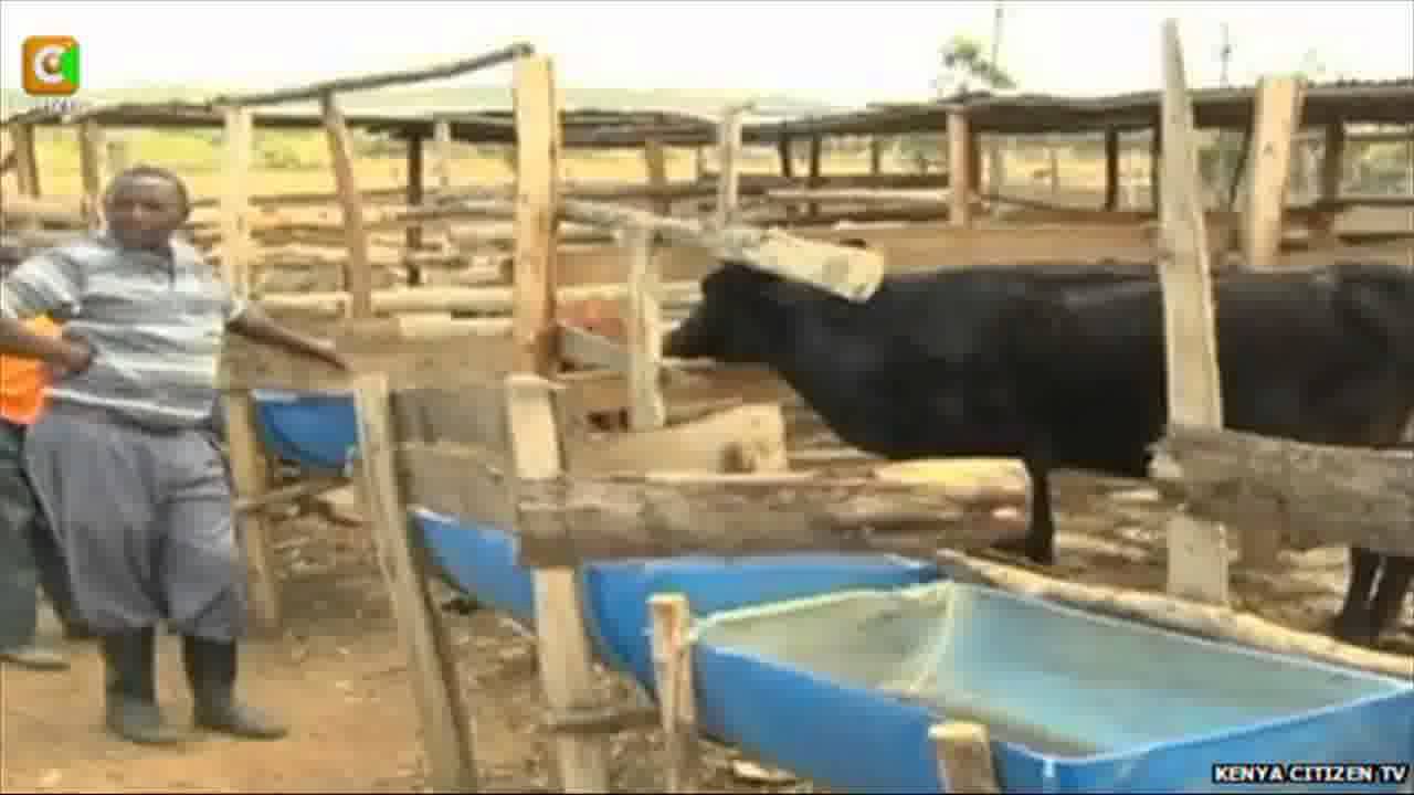 Kenya Cow starts eating sheep on Nakuru farm