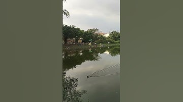 Hồ câu huyện đội hóc môn #shorts