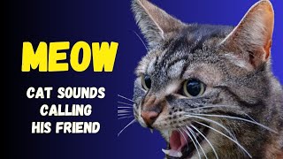 Download Lagu 👉 MEOW 😻❗ THE SOUND OF A CAT CALLING ANOTHER CAT | Cute Cat | Cat Sounds MP3 Download Lagu 👉 MEOW 😻❗ THE SOUND OF A CAT CALLING ANOTHER CAT | Cute Cat | Cat Sounds MP3