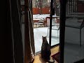 Big Bear Magic: One Cat, No Bravery: Pudding’s First Winter ❄️