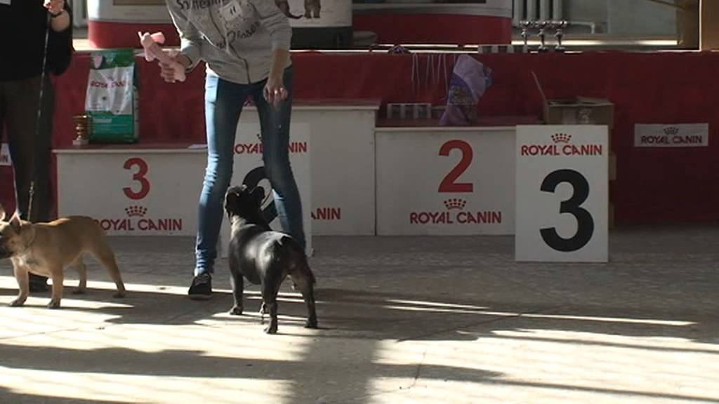 12.10.13 RFBC Specialty Club Winner Dog Show, fawn & brindle colour, female, class junior