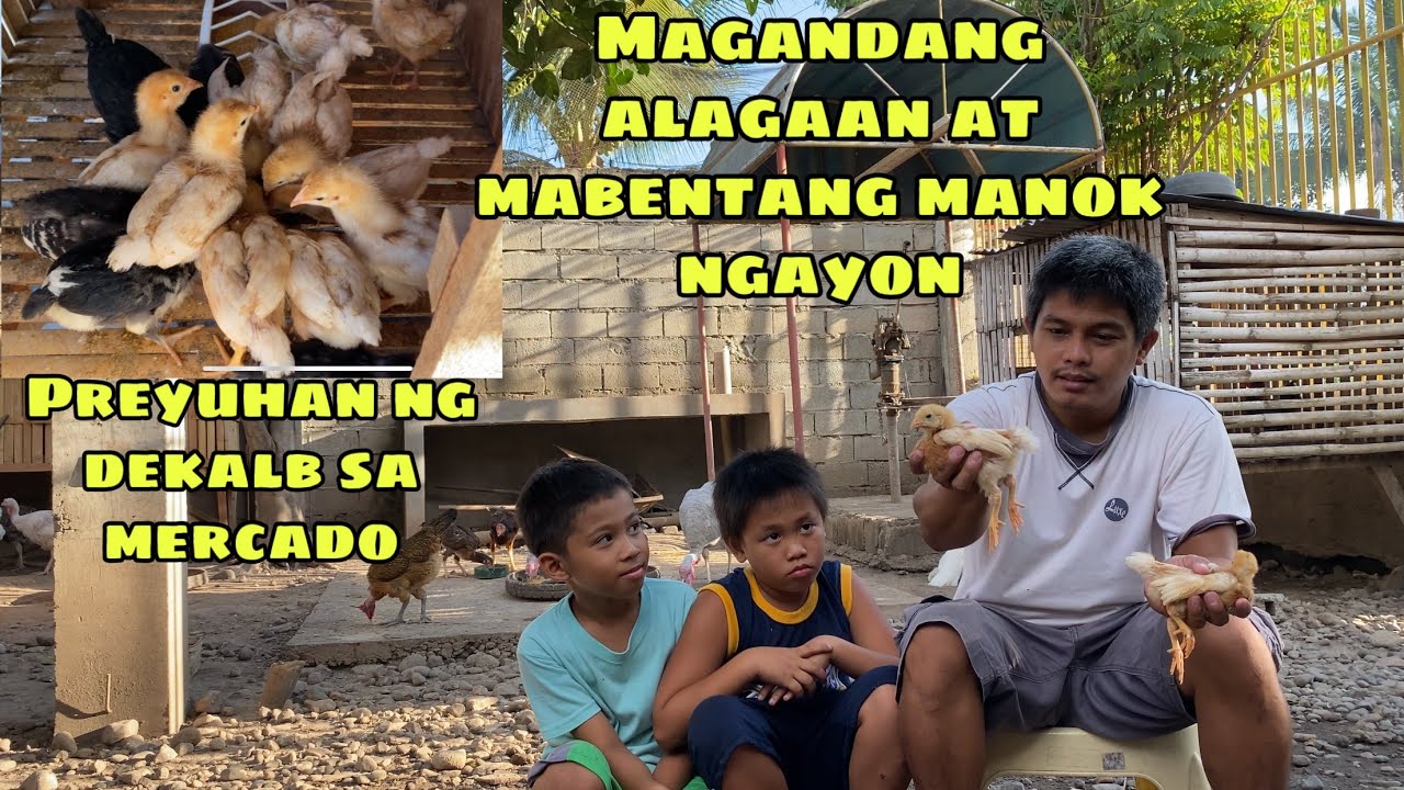 MAGANDANG ALAGAAN AT MABENTA NA MANOK NGAYON | PRESYUHAN NG DEKALB