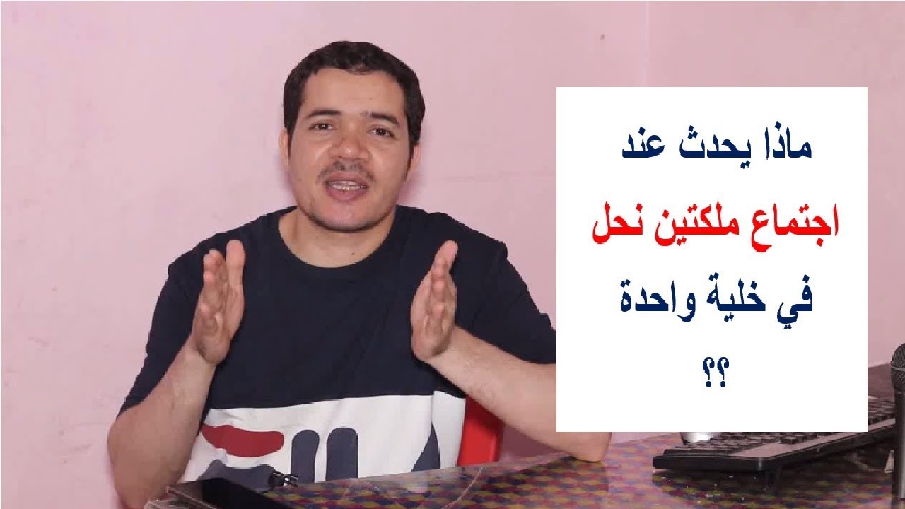 ماذا يحدث إذا وضعنا ملكتين نحل في خلية واحدة؟