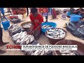 Surabondance de poissons makouala  les populations de pointenoire en liesse echos 2 quartiers