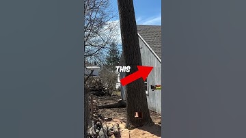 Level 99 Woodcutting (@tree_top_flyers) #shorts