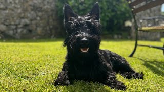 Scottish Terrier playing in a stream