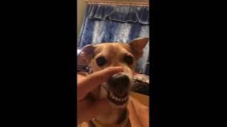 Cachorro LALALALA LALA