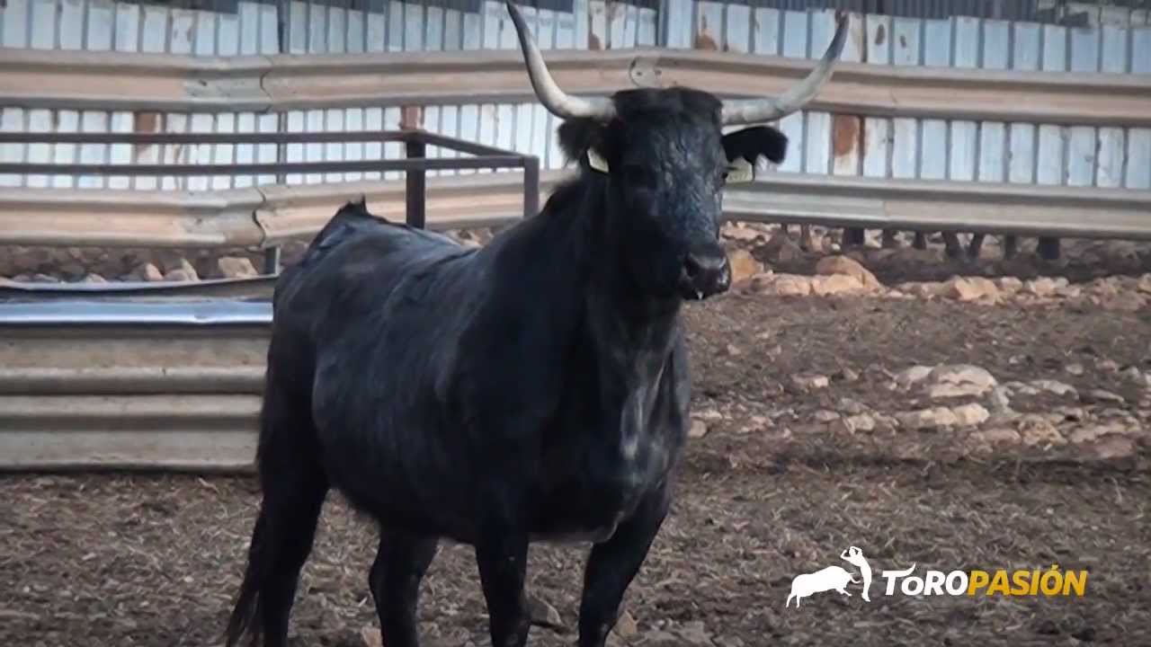 Toropasión - Previo concurso de recortadores de anillas de Castellón 2013