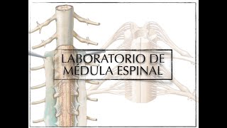 Laboratorio De Anatomía Médula Espinal
