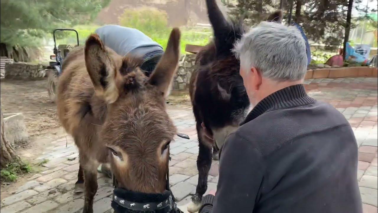 Farrier day for the Donkeys! (And a BIG DELIVERY) YouTube
