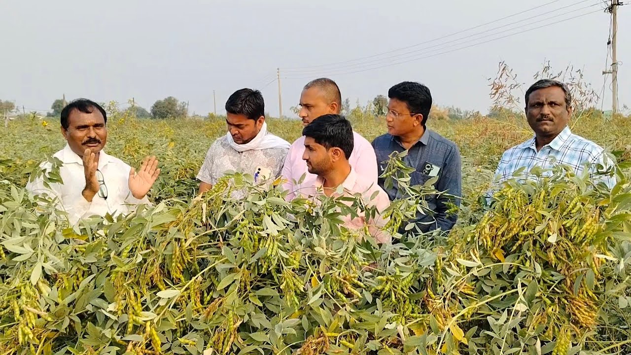 मादणी ता मेहकर जिल्हा बुलढाणा येथील शेतकरी बांधवांची हिवरा दरणे येथे SRT व सावी 111 तुर शेतीला भेट 