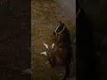 مشاء الله مهره عمرها ٣ ايام 