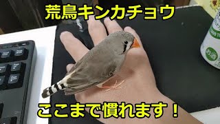 最近の手乗り荒鳥キンカチョウのあずきちゃん