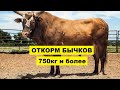 Откорм бычков на мясо 750 кг и более | Мясное скотоводство | Крупный рогатый скот | Откорм КРС |
