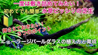 ニューラージパールグラスの植え方と育成【初心者・水草水槽】ADAネイチャーアクアリウム、熱帯魚、コケ対策、小型水槽・大型水槽 立ち上げ、導入のノウハウ公開、６０cm水槽メイキング