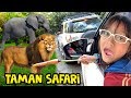 Pixel Liburan ke Taman Safari Indonesia Ketemu Hewan Buas | Wisata Cisarua Puncak