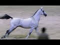 Ахалтекинский жеребец Пластик /Ахалтекинская порода лошадей #AkhalTeke #ИППОсфера 2018 #лошади