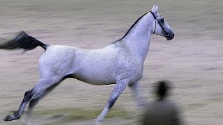 Ахалтекинский жеребец Пластик /Ахалтекинская порода лошадей #AkhalTeke #ИППОсфера 2018 #лошади