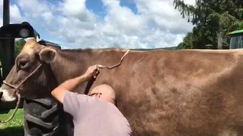 Weighing a cow with a tape!
