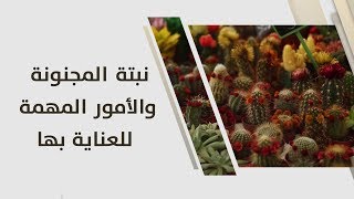 أمل القيمري - نبتة المجنونة والأمور المهمة للعناية بها