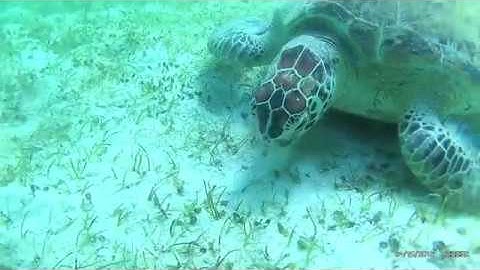 Skildpadde på Filippinerne