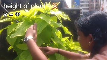 Variables and Constant