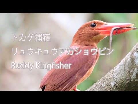 【トカゲ捕獲】リュウキュウアカショウビン Ruddy Kingfisher