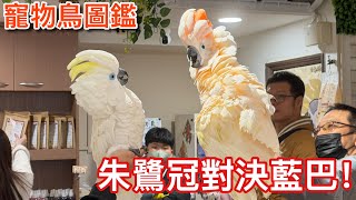 開大絕史上最炸的一集巔峰之戰情感激昂又感動萬分的週末...鸚鵡小木屋寵物鳥圖鑑