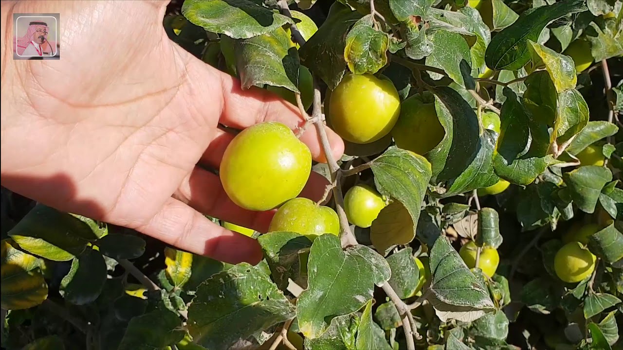 شجرة السدر ( النبق .. الكنار .. العبري ) والأصناف المختلفة