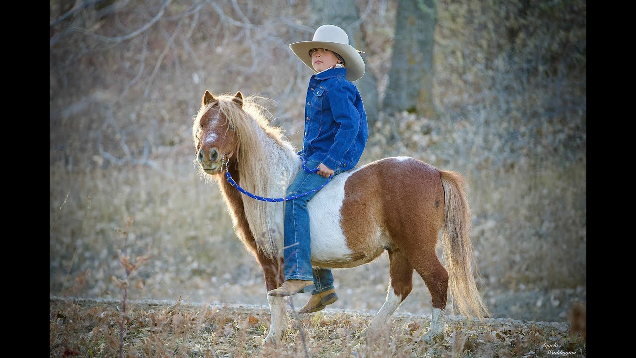 Flapjack 11 Yr Old Miniature Sorrel Paint Gelding Billings Livestock