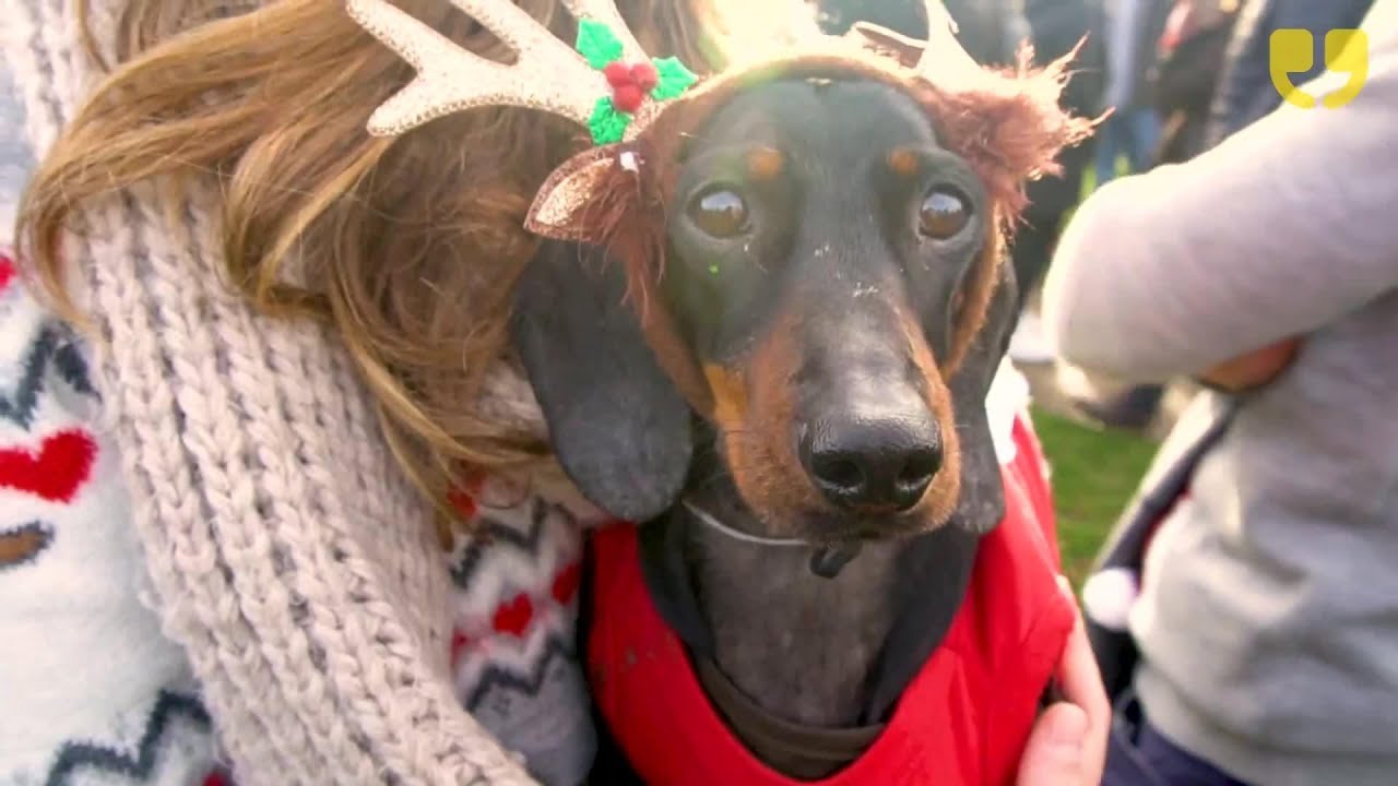 The Sausage Dog Christmas Jumper Walk YouTube