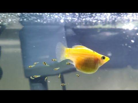 Video: Bolehkah ikan platy hidup bersendirian?