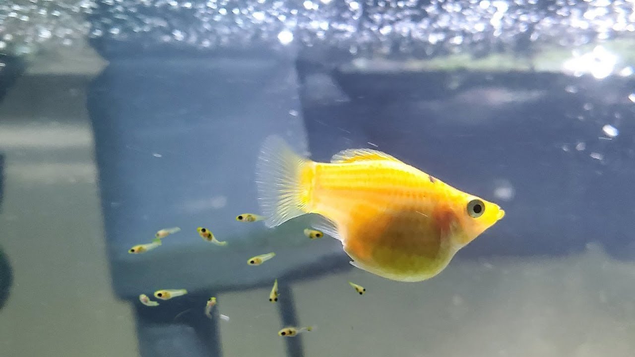 TANDA-TANDA IKAN MOLLY AKAN MELAHIRKAN