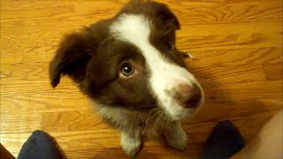 賢さNo.1！ボーダーコリー/The most smart dog.Border collie.