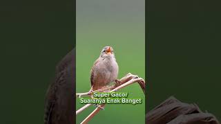 Download Lagu Suara Burung Di alam Suaranya Enak di dengar #burungkicaudialamliar #burunggacor #birds MP3
