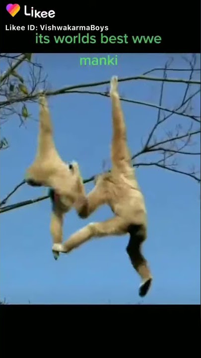 🐒 monkey fite   WWE SmackDown