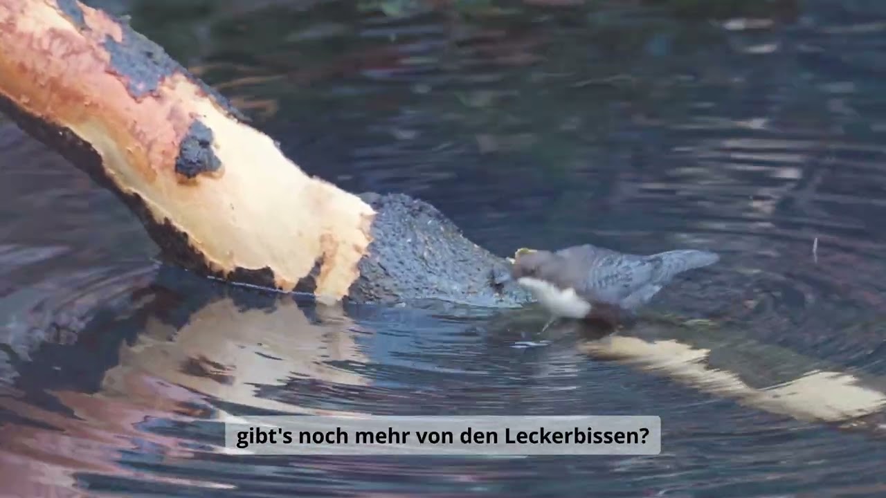 Wasseramsel auf der Jagd