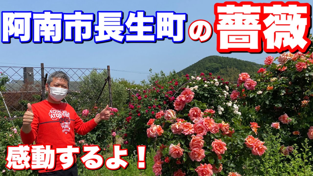 阿南市長生町の薔薇 バラ園 感動するよ Rカフェ横 花は綺麗 お洒落な薔薇庭園 ガーデニング 阿南ベース 母の日 Youtube 阿南市長生町の薔薇 バラ園 感動するよ Rカフェ横 花は綺麗 お洒落な薔薇庭園 ガーデニング 阿南ベース 母の日 Youtube