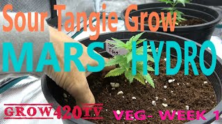 Sour Tangie Grow with Mars Hydro - Week 1 of Vegetation
