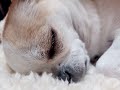 チワワのモネ、鼻の痙攣