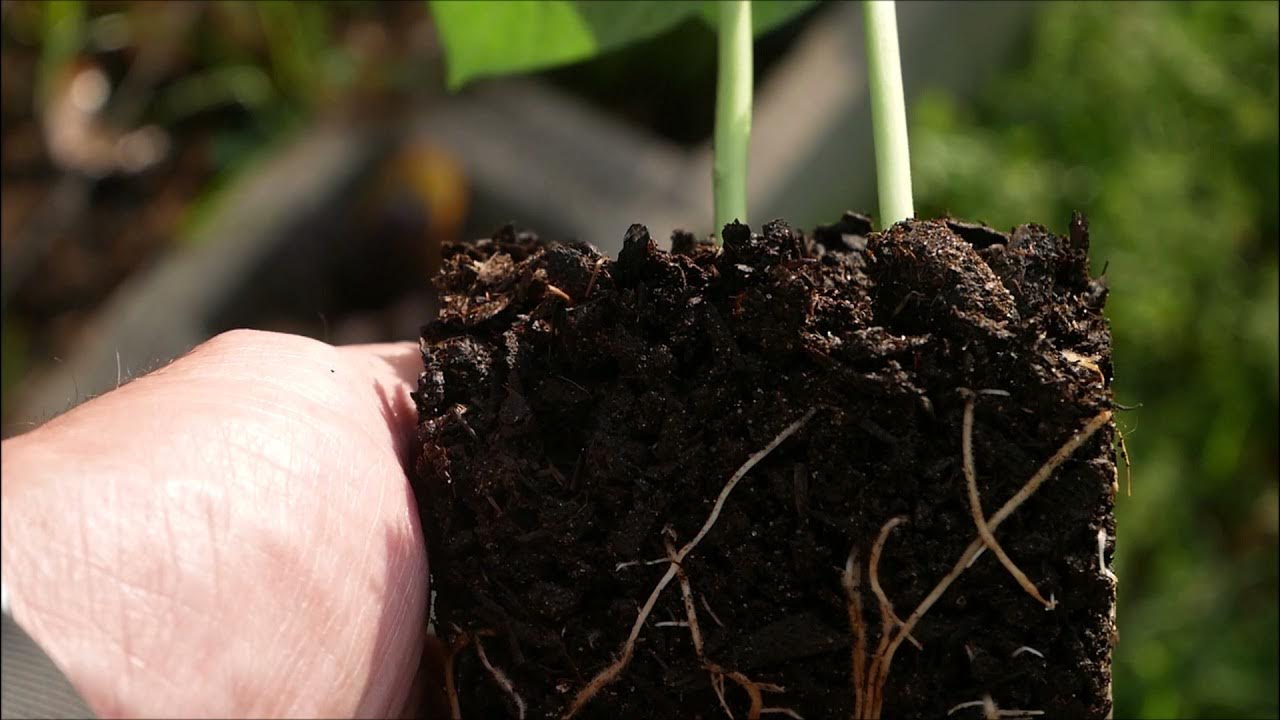 Comparing Black Kow cow manure, Miracle Grow potting soil, Pro Mix seed