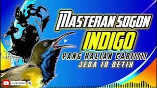 MASTERAN SOGON INDIGO YANG KALIAN CARI!!! #sogon #sogongacor #sogokontonggacor #sogokontong