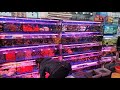 China Aquarium Fish Market Travel Vlog