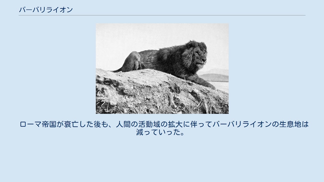 バーバリライオン Youtube バーバリライオン Youtube